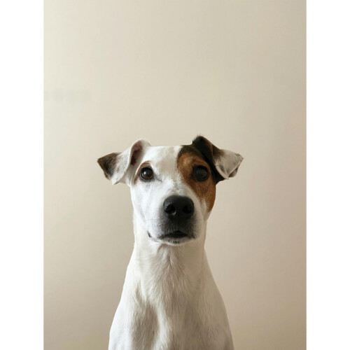 犬　dig fig ミニジャーナル