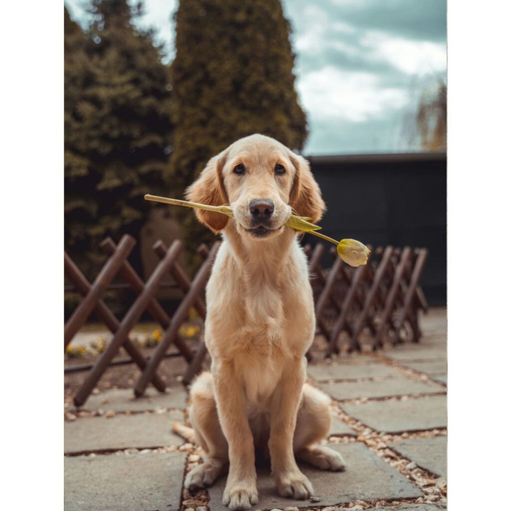 fig good mood journal 犬 花 くわえる 可愛い 癒し 心地いい時間 穏やかな暮らし