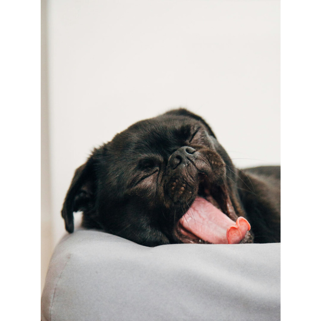 fig good mood journal 犬 あくび リラックス 力を抜く 心をゆるめる マインドフルネス