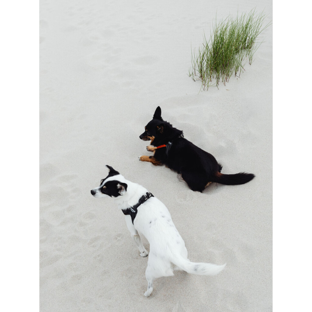 fig good mood journal 犬 砂浜 海 散歩 人間関係 距離感 感情の変化