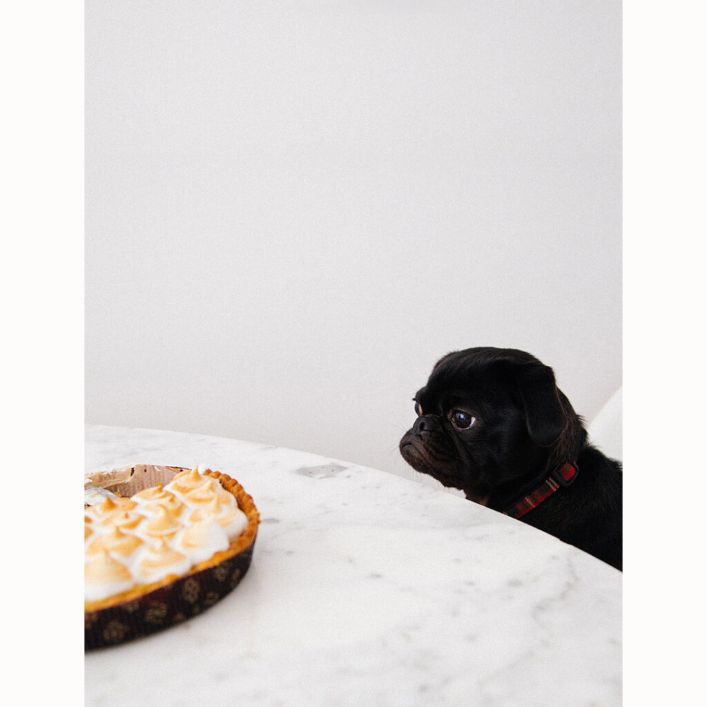 fig good mood journal 犬 ケーキ 見つめる 食べたい 感情 人間関係 心の動き