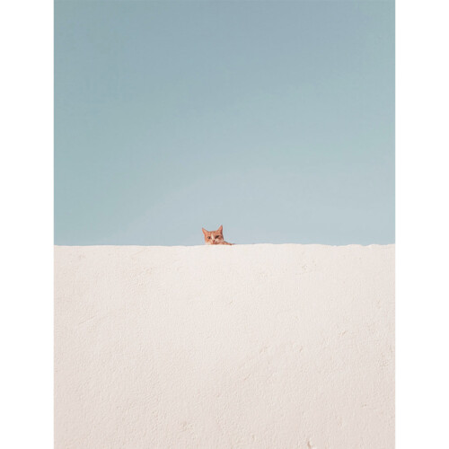 白い壁の向こうから猫が顔を覗かせている静かな風景と青い空　good mood journal fig