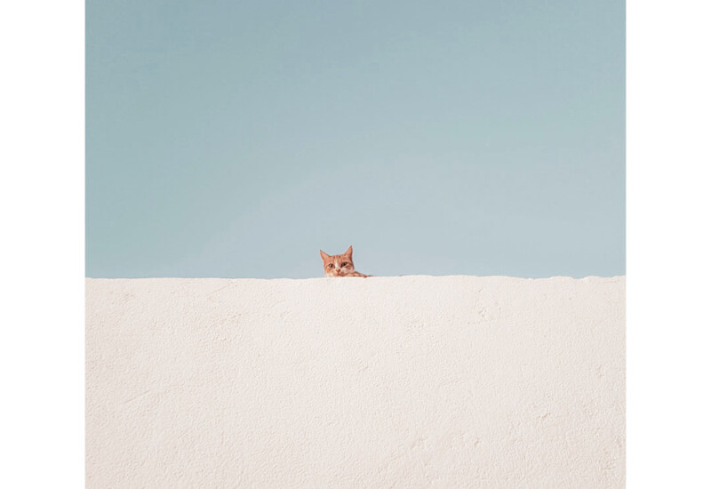 白い壁の向こうから猫が顔を覗かせている静かな風景と青い空　good mood journal fig