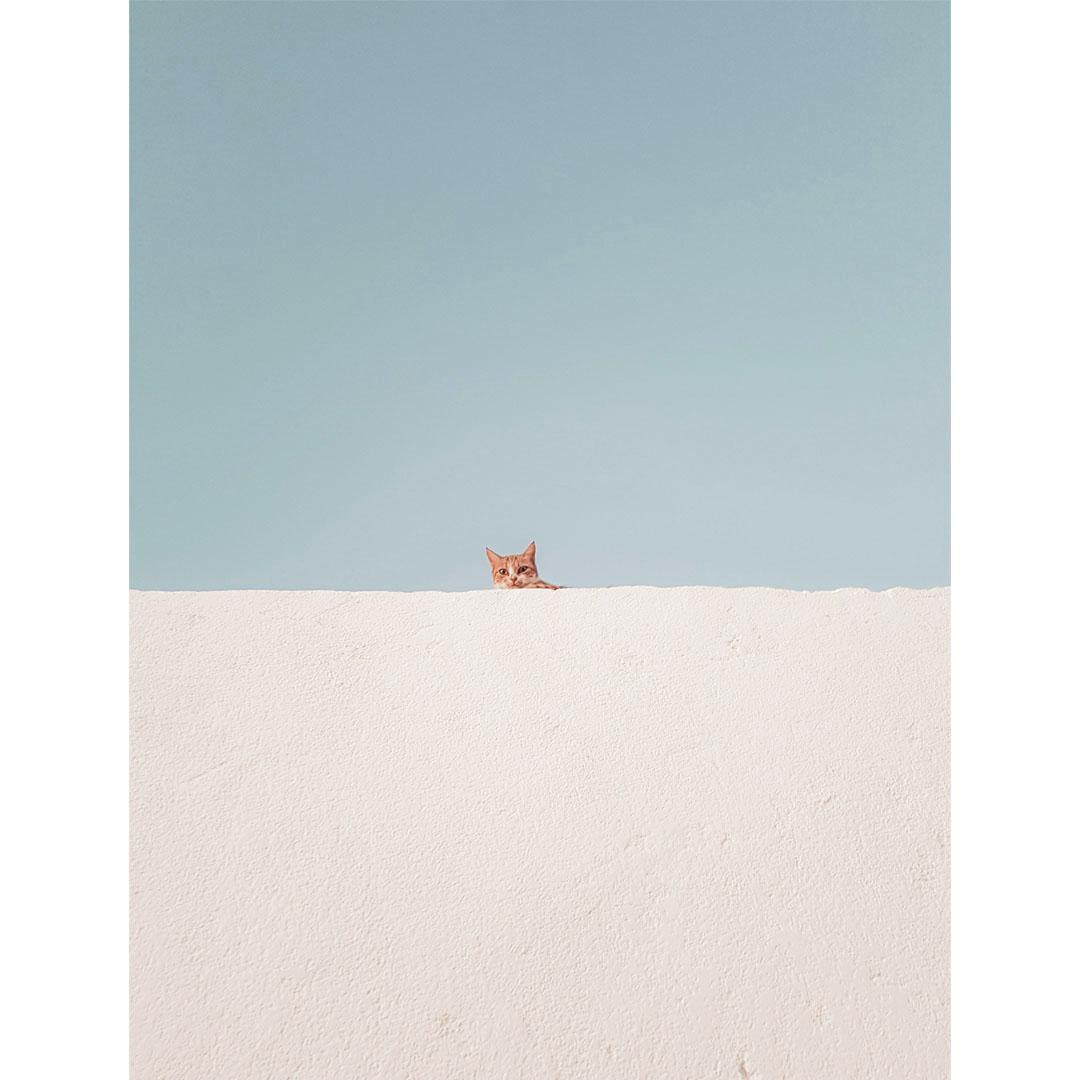 白い壁の向こうから猫が顔を覗かせている静かな風景と青い空　マインドフルな日常風景　good mood journal fig