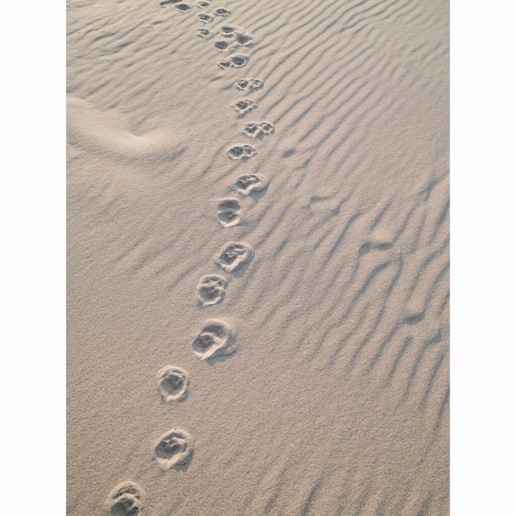 fig good mood journal 砂浜 足跡 人生の流れ 心の変化 気づき マインドフルネス