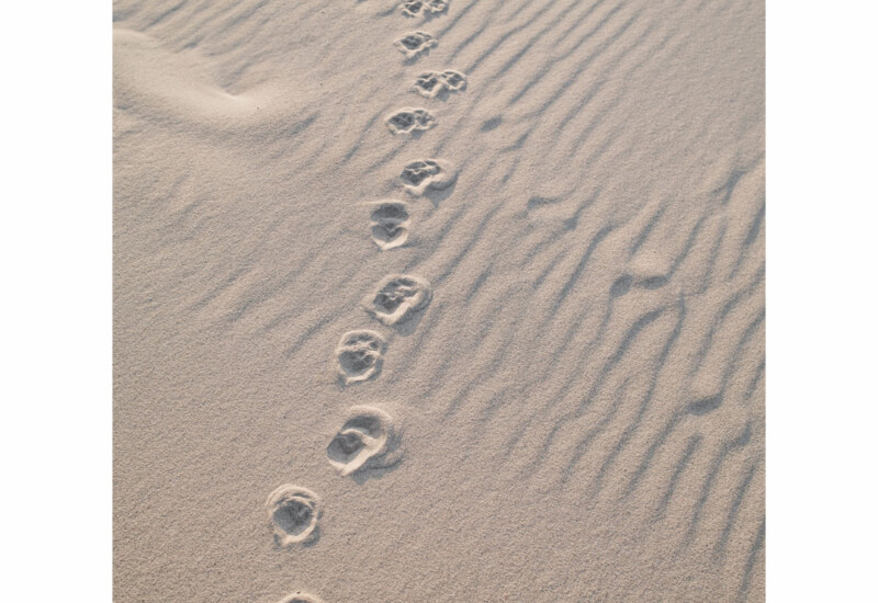 心を整える　自分を安心させる　ユルフィー　内なる声　マインドフルネス　自己受容　fig good mood journal