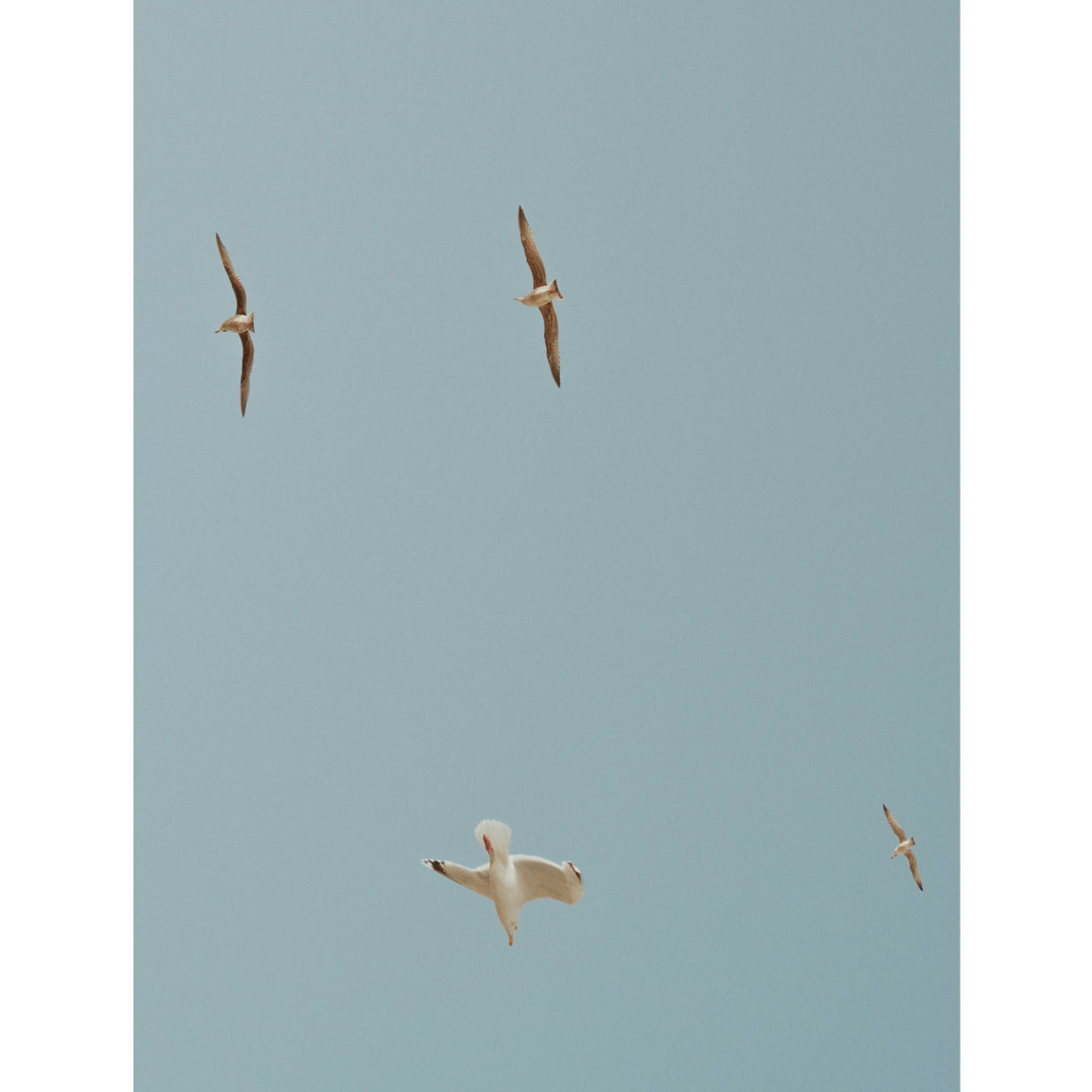 fig 整うミニジャーナル 空と鳥